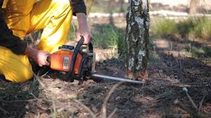 Best Arborist Consultation Services  in Palestine, IL